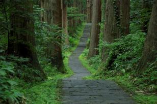 羽黒山のスギ並木