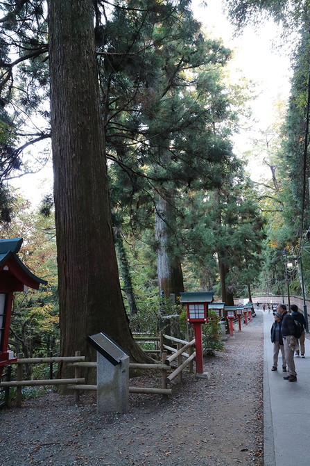 高尾山のスギ