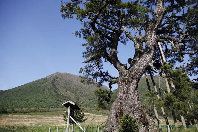 定めの松(さだめのまつ)