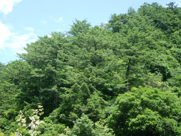 三之公川トガサワラ原生林