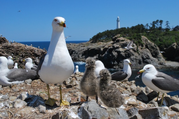経島のウミネコ繁殖地