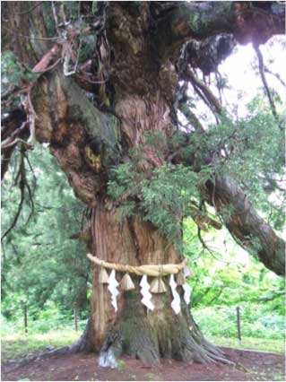 大日坊の皇壇スギ