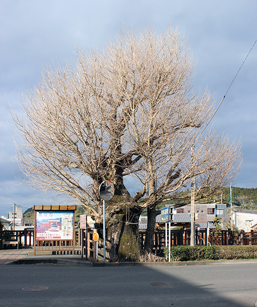 銀杏の巨木 