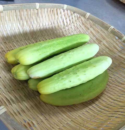 黒滝白きゅうり