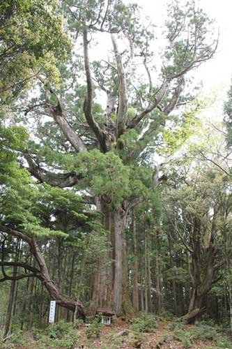 朝日出山の大杉