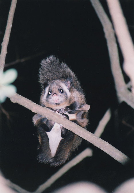 高尾山のムササビ