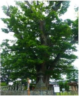 西岩瀬諏訪社の大けやき