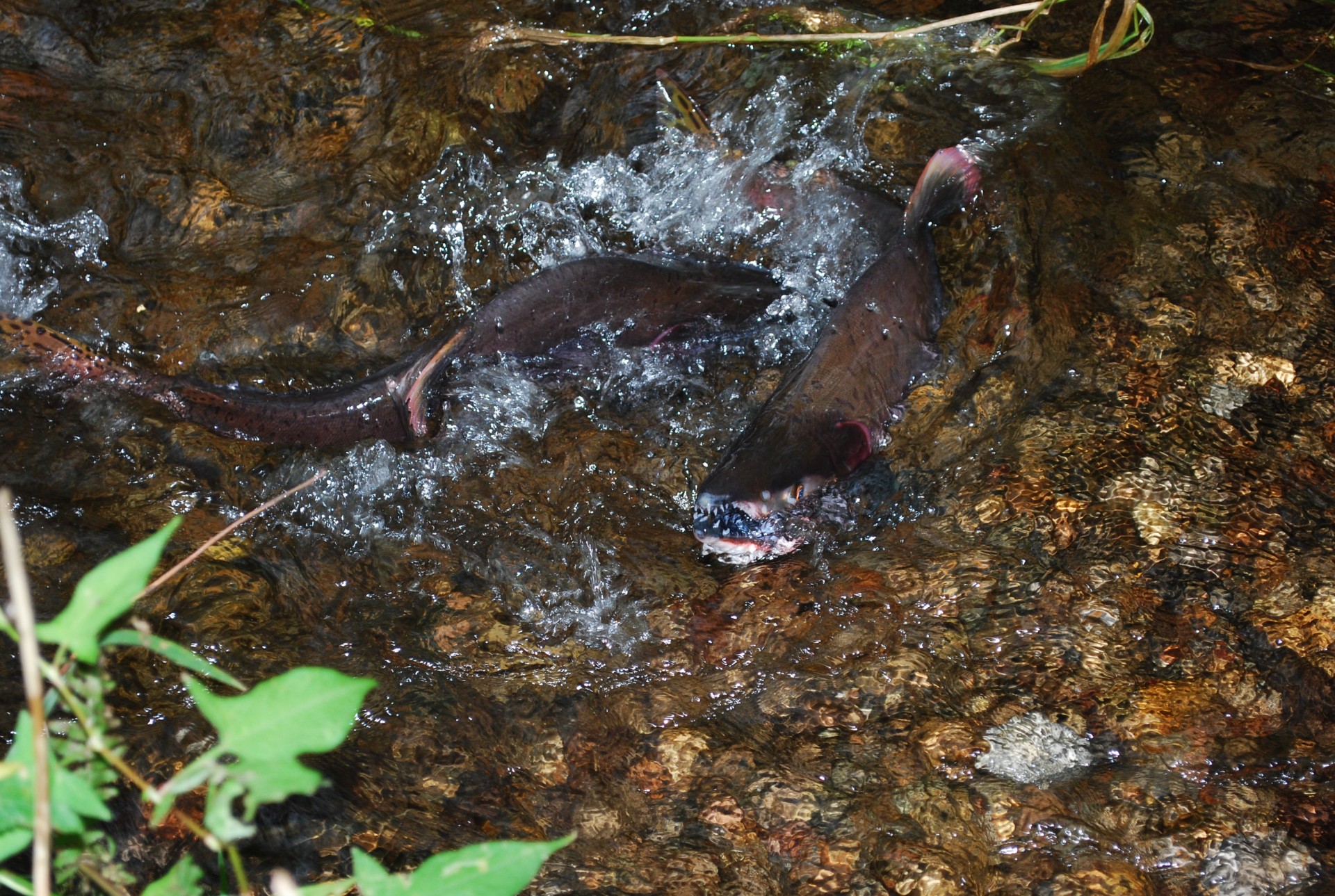 根室海峡沿岸の鮭・鱒遡上河川
