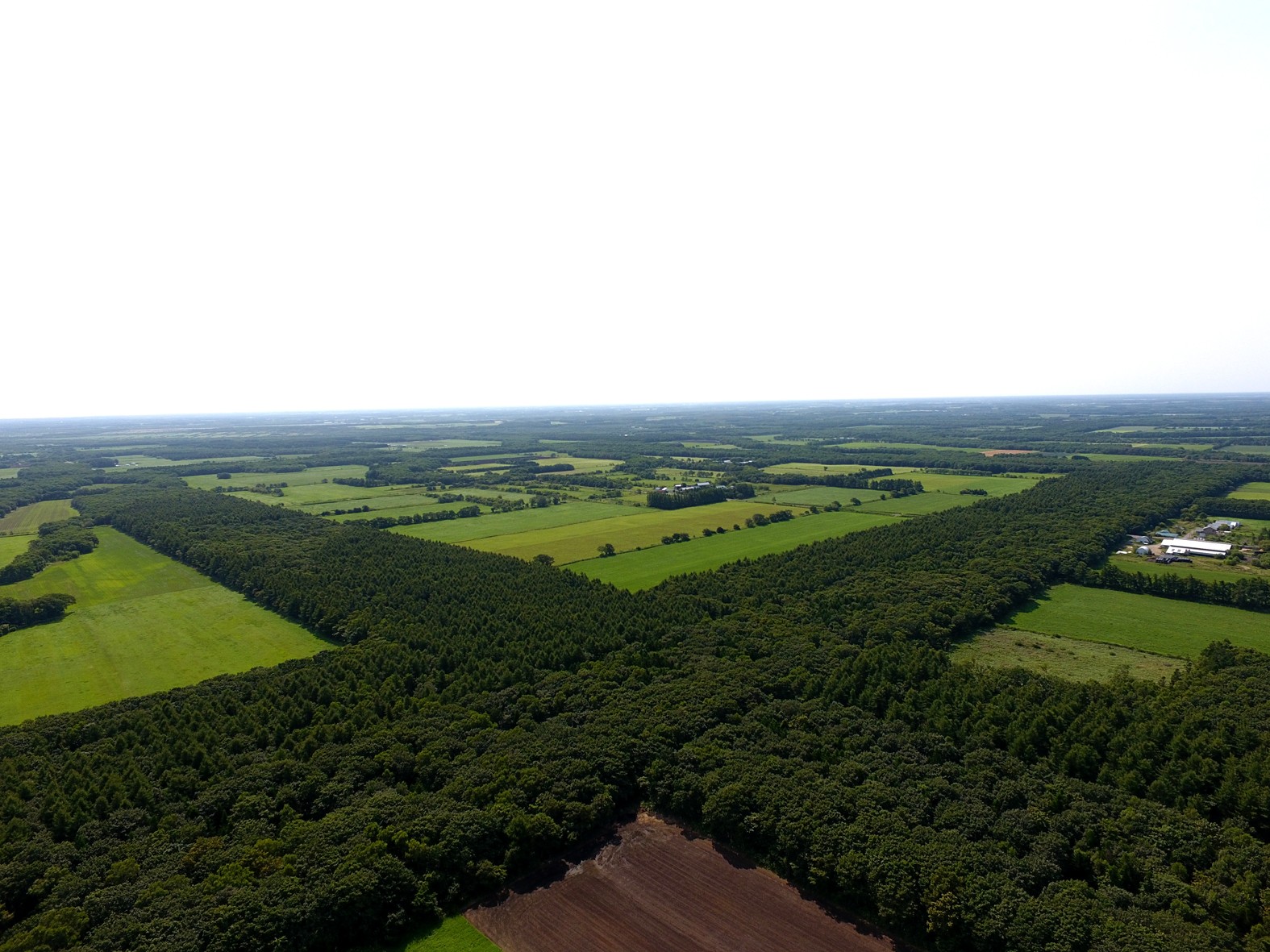 根釧台地の格子状防風林