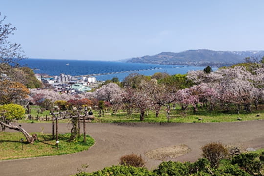 画像：手宮緑化植物園