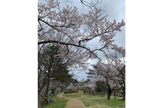 画像：能代公園