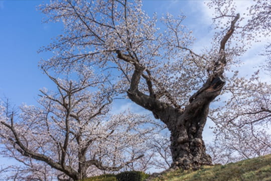 画像：開成山公園