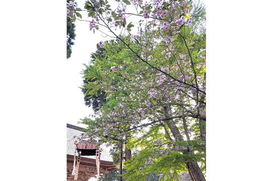 画像：慈恩寺稚児桜