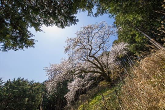 画像：大山桜