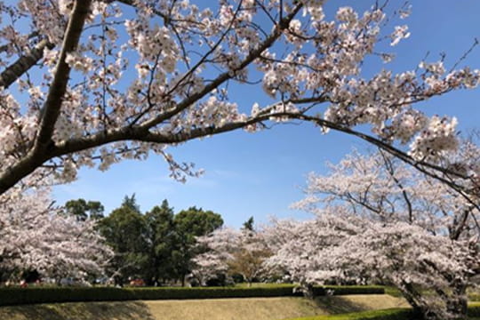 画像：佐倉城址公園