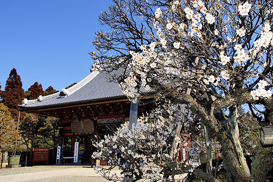 画像：成田山公園