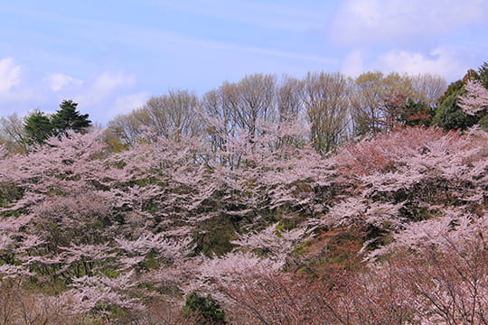 画像：滝山城跡