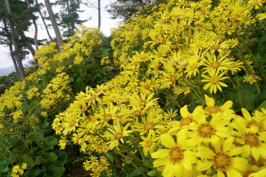 画像：つわぶき坂