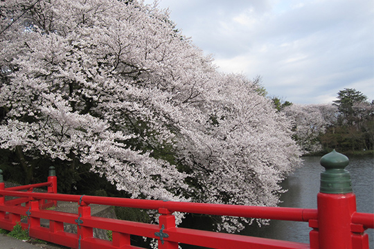 画像：高岡古城公園