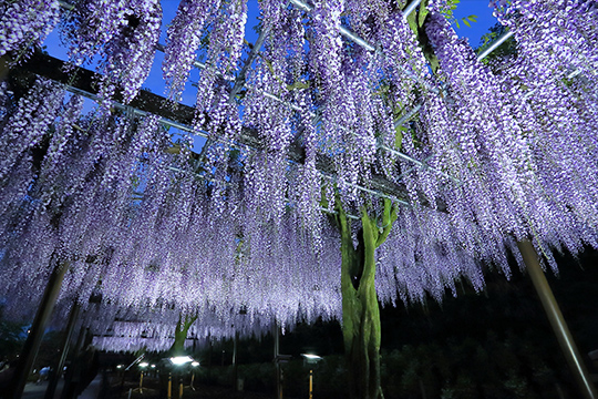 画像：蓮華寺池公園