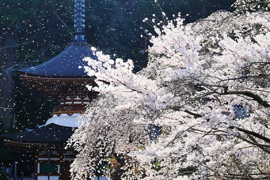 画像：天野山金剛寺