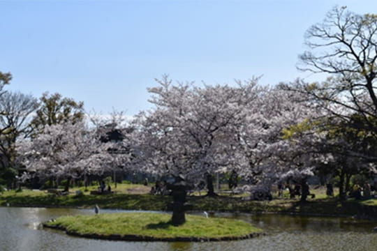 画像：住吉公園 桜広場