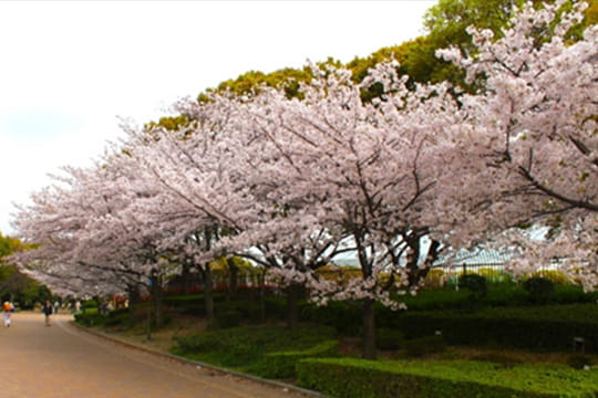 画像：長居公園