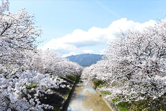 画像：高田千本桜