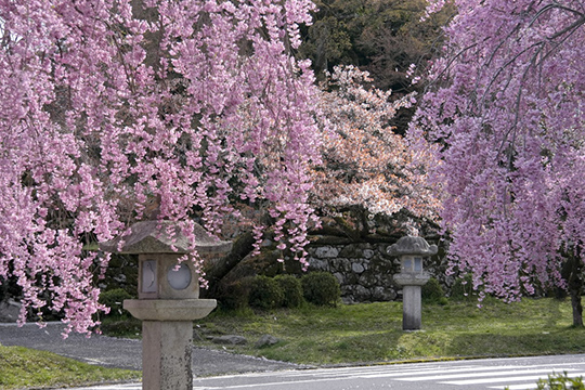 画像：日吉大社（日吉馬場）