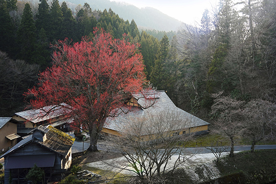画像：カツラの木（芽吹き）