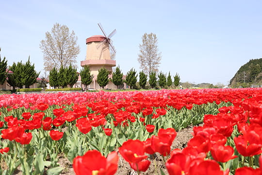 画像：伯太チューリップフェア