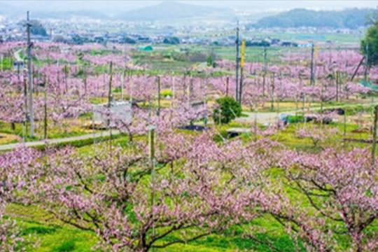 画像：桃畑（鴨前地区）