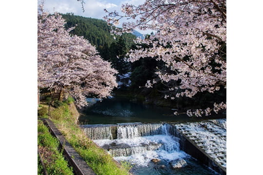 画像：道の駅せせらぎの桜