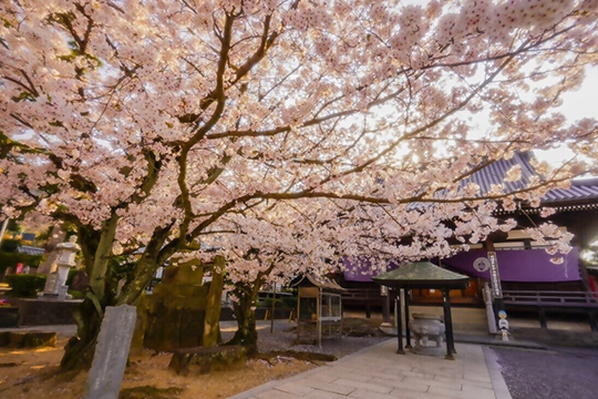 画像：第72番札所曼荼羅寺