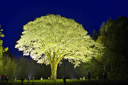 画像：長沢地区の月光桜