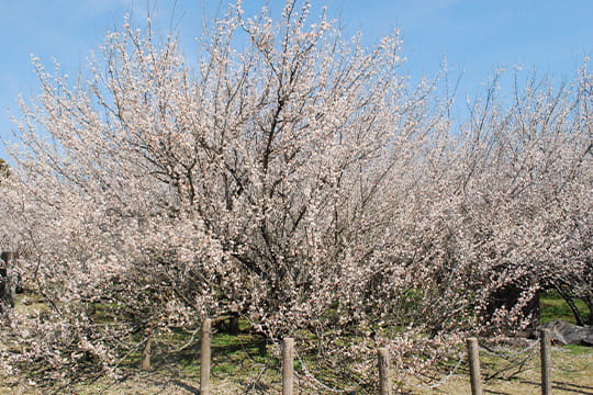 画像：湯之宮座論梅